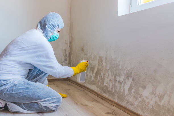 Mold Remediation specialist working in Olanta
